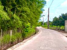 Hình ảnh Vườn dừa, xoài sát bên Thị trấn Định Quán - ĐN