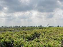 Hình ảnh Bán Đất Xã Bình Lợi, Huyện Bình Chánh Giá Rẻ