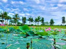 Hình ảnh Cần bán nhà phố tại dự án park riverside diện tích nhà 9.5x12,5m, đã