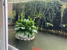 Hình ảnh Cho thuê Villa Thảo Điền, Phường Thảo Điền, Quận 2.