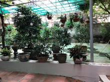 Hình ảnh Bán đất 200m tứ liên, tây hồ, hà nội. giá 23 tỷ- lô góc, nở hậu, ô tô