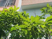 Hình ảnh Bán nhà 4 Tầng. 200m ra đến hẻm xe hơi, đường Lạc Long Quân. Tân Bình