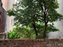 Hình ảnh LẠC LONG QUÂN, 68m2, mặt tiền rộng, gần ôtô, 6.36 tỷ, sổ đỏ chính chủ