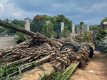 Hình ảnh Chuyển nhượng Quyền sử dụng Đất Mặt tiền QL1A Thị Trấn Tân Nghĩa