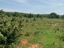 Hình ảnh Sở hữu 1ha đất ngay khu Farm - Điện nước đầy đủ - Đường đá mi hiện hữu