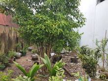 Hình ảnh Hàng hiếm Thị trấn Hóc Môn, đất 5m x 23m, chỉ có 2.9 tỷ
