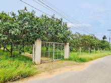 Hình ảnh Vườn Xoài cách QL 300m, sổ sẵn, giá F0, đất ôm suối