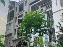 Hình ảnh Nhà Võ Chí Công, Cầu Giấy: 9,8 Tỷ, 66m2, 7 tầng TM, Doanh thu 60tr/thg