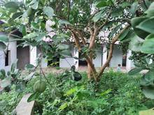 Hình ảnh View đồng  - thế đất cao - diện tích rộng - di chuyển thuận tiện -