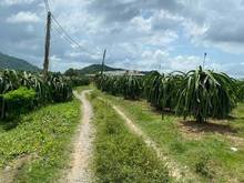Hình ảnh 3000m đất Bình Thuận giáp suối, đường xe hơi