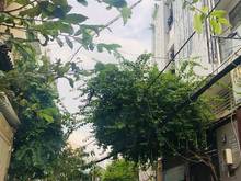 Hình ảnh bán nhà HXH C1 bạch đằng, p24, bình thạnh,nhỉnh 6 tỷ 450,TL