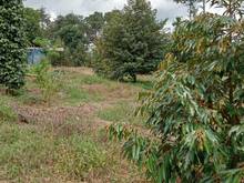 Hình ảnh Bán 10.000m2(1ha) vườn sầu riêng 4 năm.Phú Sơn Bù Đăng. Giá 2.6tỷ
