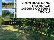 Hình ảnh Bán vườn bưởi Xã Phú Lý, Vĩnh Cửu Đồng Nai 14300m2 giá 8.2 tỷ