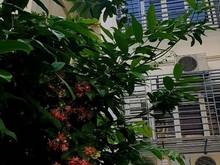 Hình ảnh Phòng chung cư mini đù đồ trong tòa nhà mới hoàn thiện