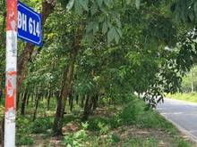 Hình ảnh 💥LÔ GÓC_GIÁ SIÊU RẺ_Bán 2.8 sào  đất mặt tiền DH614, Bàu Bàng.