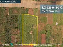 Hình ảnh Chính chủ gửi bán 2.2 ha trồng full mít ruột đỏ Hàm Rồng, Đak Đoa
