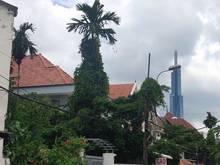 Hình ảnh Nhà Vườn Ngay Chợ Đo Đạc Tần Não - Quận 2 - View landmark 81 Rất Đẹp.