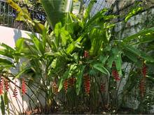 Hình ảnh Bán biệt thự cao cấp Đường Quốc Hương, DT 28x28m, Hồ bơi, sân vườn