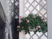 Hình ảnh Gấp! Hẻm xe hơi Nguyễn Trọng Tuyển, Phú Nhuận 52m2 (4,2x13m) chỉ 7,45t
