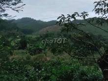 Hình ảnh cần bán lô đất rừng sản xuất xã hoà ninh
dt 16.5ha