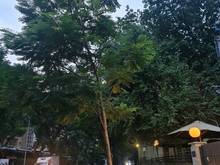 Hình ảnh Cho thuê MT Trần Quốc Thảo P.7, Q3. DT:25,5×38 .DV ăn uống, showroom..