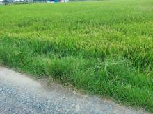 Hình ảnh A Năm cần bán đất đức hòa thượng đức hòa long an