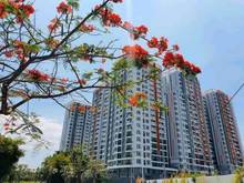 Hình ảnh Giỏ hàng thuê cuối T8 Safira: 1PN giá 6,5tr,2PN giá 7tr,3PN giá 8,5tr