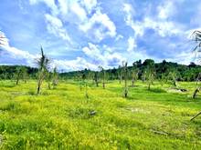 Hình ảnh Đất sào Gia Canh cần bán nhanh