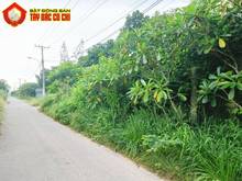 Hình ảnh Bán đất đường 792 - 1093m2 - 19x56 - xã an phú - củ chi