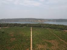 Hình ảnh Đất khu du lịch Biển Hồ Pleiku Gia Lai - view Biển Hồ ..330 m2..1ty3