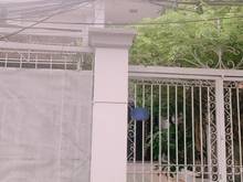 Hình ảnh Bán biệt thự đường số, P.  Tân Kiểng Quận7 , DT 8x28m, hẻm 8m