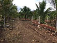 Hình ảnh Bán gấp gần 1200m2 đất với 42m mặt tiền đường, sẵn vườn trái cây