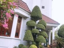Hình ảnh Gia Chủ cần bán căn biệt thự tâm huyết trong khu compound Trần Não