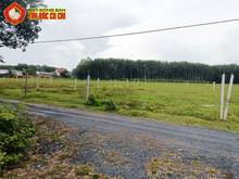 Hình ảnh Bán đất 1/ đường Đào Thị Thơm - 1000m2 - 20x50 - xã An Nhơn Tây