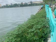 Hình ảnh Bán  150 m đất mặt tiền 11 m phố Quảng bá , Tây Hồ, Hà Nội.