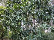 Hình ảnh Tìm Chủ Mới Cho 6 Lô Đất Vườn Định Quán, Sổ Có Sẵn Đang Trồng Xoài