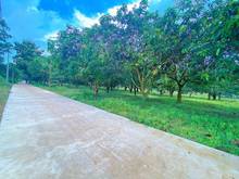 Hình ảnh Cần bán vườn Xoài Cát ngay trung tâm Định Quán, 1000m2, SHR, CCCNN
