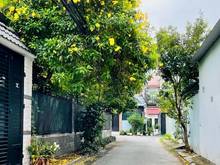 Hình ảnh Bán Dãy Trọ 108m2 Giá Rẻ, Gần Trường Trấn Biên, P. Tam Hiệp, Biên Hoà