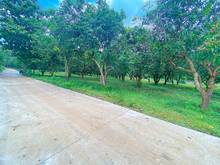 Hình ảnh Cần bán 1100m2 đất vườn xoài, có 100m2 đất thổ cư, SHR,CCCNN
