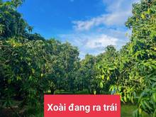 Hình ảnh Bán gấp vườn xoài đểvlaays tiền lo công việc
