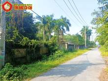 Hình ảnh Bán đất đường 436 - 3247m2 - 50x63 - 1333m2 thổ cư - xã Phú Hòa Đông