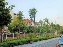 Hình ảnh Bán biệt thự kđt mới an hưng – hà đông: dt306m – 3tầng – mt12m: giá