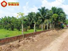 Hình ảnh Bán đất 2/ Tỉnh Lộ 7 - 293m2 - 16x17 nở hậu 19m - 227m2 thổ cư - Củ Ch