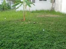 Hình ảnh cần bán đất Thái Sơn 1, Nhà Bè, 10x25m, giá 75 triệu