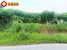 Hình ảnh Đất đường 684 - 20x34 - 300m2 thổ cư - xã Thái Mỹ - Củ Chi