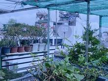 Hình ảnh Bán nhà HXH Thành Thái quận 10 nở hậu 7 tầng 12.49 tỷ.
