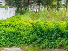 Hình ảnh Chủ tôi cần ra gấp lô đất đẹp 105m2 giá 2tỷ550 , Hiệp Bình Chánh