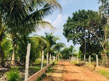 Hình ảnh Bán Gấp sào đất vườn dừa nghĩ dưỡng ở Vĩnh Tân, huyện Vĩnh Cửu