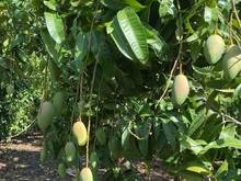 Hình ảnh Cần trả lãi MB66 là nhà cái uy tín hàng đầu tại Việt Nam bán 1 sào vườn xoài ở Định Quán, 100m2