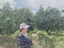 Hình ảnh Chính chủ Bán vườn Bưởi phía sau đất là SUỐI mát tự nhiên.